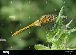 Attēlu rezultāti vaicājumam “Sympetrum sanguineum female”