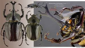 Attēlu rezultāti vaicājumam “Alloeotomus sp.”