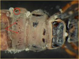 Attēlu rezultāti vaicājumam “Chaetopteryx villosa”