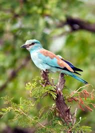 Attēlu rezultāti vaicājumam “Coracias garrulus”