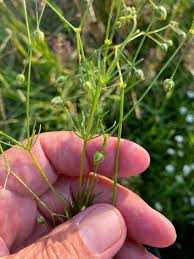 Attēlu rezultāti vaicājumam “Spergula arvensis”
