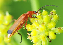 Attēlu rezultāti vaicājumam “Rhagonycha fulva”