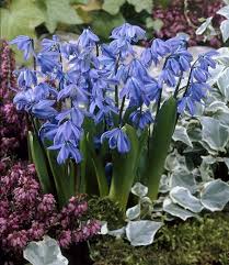 Attēlu rezultāti vaicājumam “Scilla siberica flower”