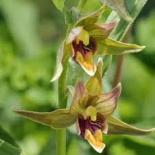 Attēlu rezultāti vaicājumam “Epipactis palustris leaf”