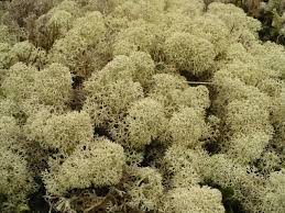 Attēlu rezultāti vaicājumam “Cladonia stellaris”