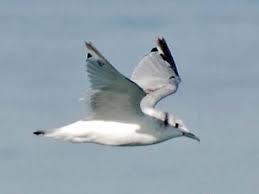 Attēlu rezultāti vaicājumam “Rissa tridactyla adult”