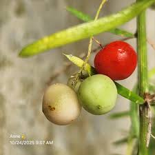 Attēlu rezultāti vaicājumam “Asparagus officinalis fruit”