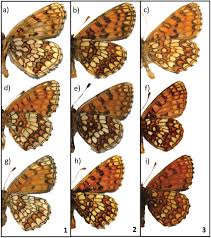 Attēlu rezultāti vaicājumam “Mellicta athalia underside”