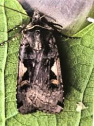 Attēlu rezultāti vaicājumam “Xestia c-nigrum”