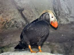 Image result for Fratercula cirrhata