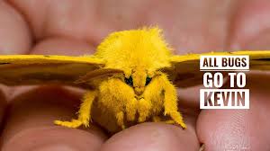 Attēlu rezultāti vaicājumam “Cricotopus male”