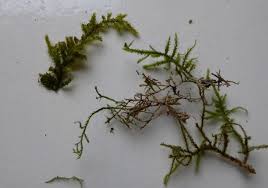 Attēlu rezultāti vaicājumam “Eurhynchium hians”