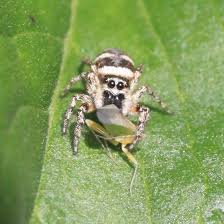 Attēlu rezultāti vaicājumam “Salticus scenicus”