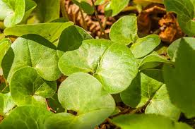 Attēlu rezultāti vaicājumam “Asarum europaeum leaf”