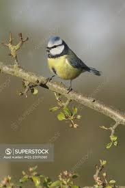 Attēlu rezultāti vaicājumam “Cyanistes caeruleus adult”