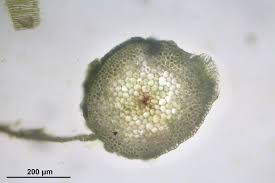 Attēlu rezultāti vaicājumam “Platyhypnidium riparioides”