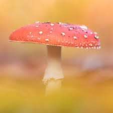 Image result for vliegenzwam