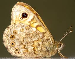 Attēlu rezultāti vaicājumam “Lasiommata megera underside”