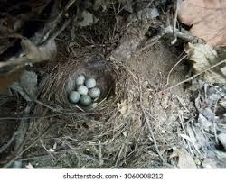 Attēlu rezultāti vaicājumam “Motacilla alba nest”