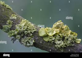 Attēlu rezultāti vaicājumam “Xanthoria polycarpa”