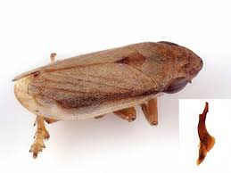 Attēlu rezultāti vaicājumam “Neophilaenus lineatus”