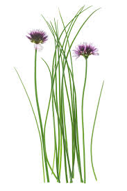 Image result for Allium schoenoprasum