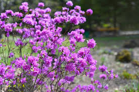 Attēlu rezultāti vaicājumam “Rhododendron sichotense flower”