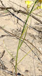 Attēlu rezultāti vaicājumam “Linaria loeselii bud”