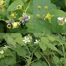 Attēlu rezultāti vaicājumam “Rubus caesius”