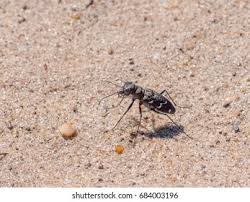 Attēlu rezultāti vaicājumam “Cicindela sylvatica”