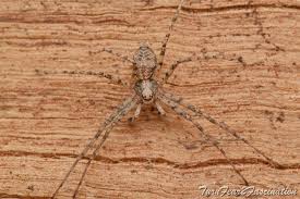 Attēlu rezultāti vaicājumam “Trichia longipalpis macro”