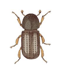 Attēlu rezultāti vaicājumam “Scolytidae”