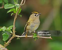 Attēlu rezultāti vaicājumam “Regulus regulus adult”