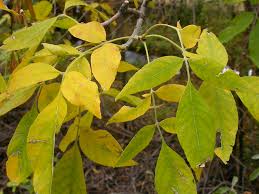 Attēlu rezultāti vaicājumam “Fraxinus pennsylvanica leaf”