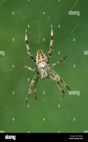 Attēlu rezultāti vaicājumam “Araneus diadematus juvenile”