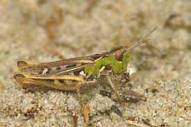 Attēlu rezultāti vaicājumam “Myrmeleotettix maculatus”