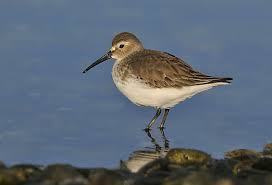 Attēlu rezultāti vaicājumam “Calidris alpina adult”