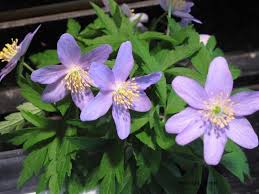 Attēlu rezultāti vaicājumam “Anemone nemorosa flower”