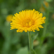 Attēlu rezultāti vaicājumam “Calendula officinalis”