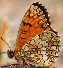Attēlu rezultāti vaicājumam “Melitaea cinxia upperside”