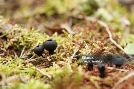 Attēlu rezultāti vaicājumam “Urnula craterium”