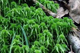 Attēlu rezultāti vaicājumam “Sphagnum inundatum”