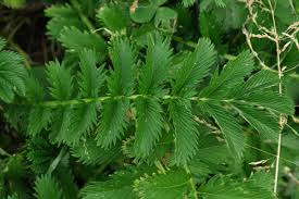 Attēlu rezultāti vaicājumam “Argentina anserina leaf”