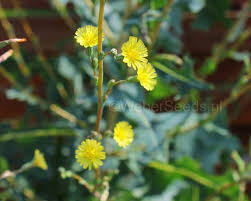 Attēlu rezultāti vaicājumam “Lactuca serriola”