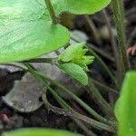 Attēlu rezultāti vaicājumam “Hepatica nobilis fruit”