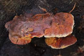 Attēlu rezultāti vaicājumam “Gloeophyllum odoratum”