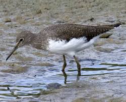 Attēlu rezultāti vaicājumam “Tringa ochropus”