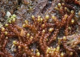 Attēlu rezultāti vaicājumam “Nowellia curvifolia sporophyte”