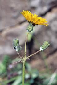 Attēlu rezultāti vaicājumam “Sonchus oleraceus bud”