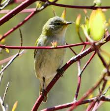 Image result for Vermivora peregrina